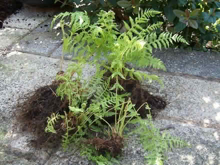 Photo of free Forget-me-not & fern plants (Great Moor SK2) #1