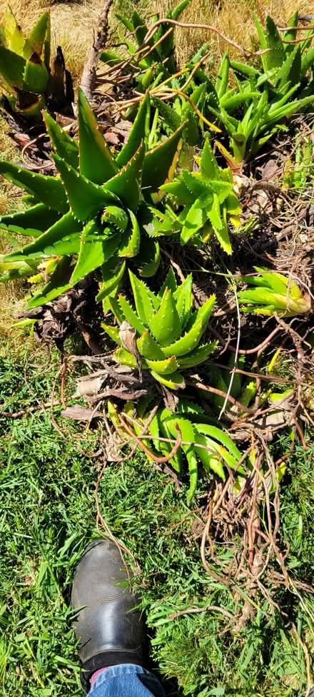 Photo of free Bromeliads, cactus, succulents (Alameda) #3