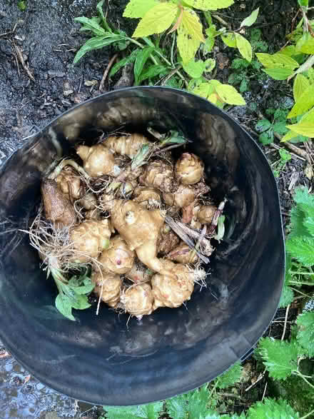 Photo of free Jerusalem artichokes (Whitehough SK23) #1