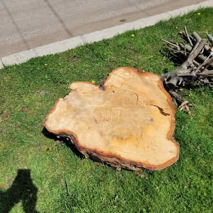 Photo of free Birch wood slice (Scarborough East) #2