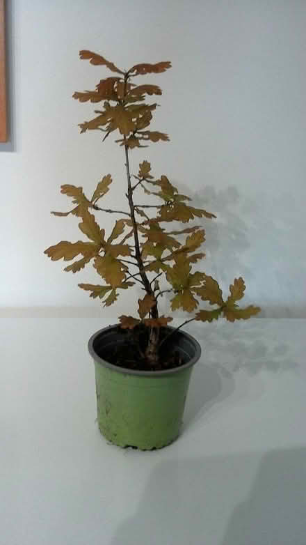 Photo of free Oak sapling, potted (Chalvington BN27) #1