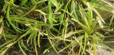 Photo of free Variegated grasses lilies (NE Yonkers) #2