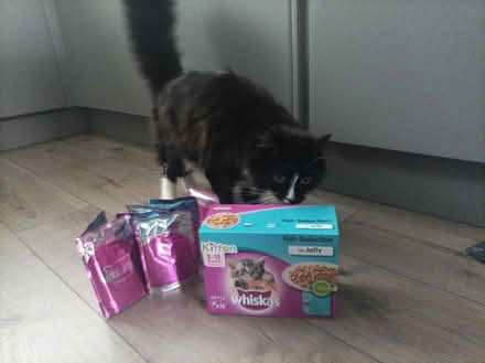 Photo of free Kitten food (Earsfield) #2