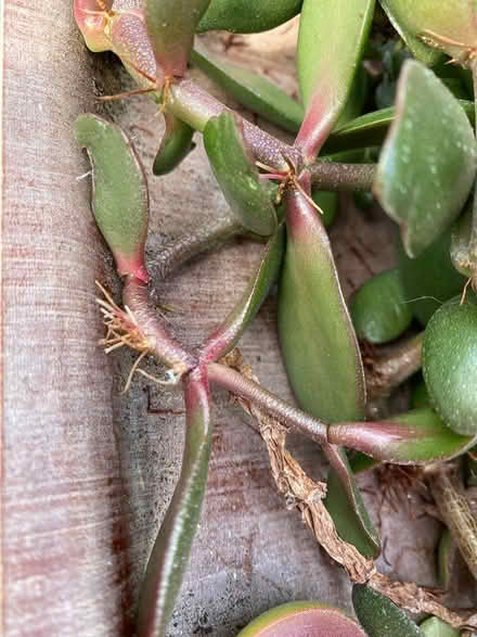 Photo of free Jade/Money Plant cuttings (Hinton Martell, Wimborne) #1