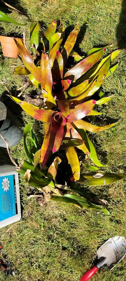 Photo of free Bromeliads, cactus, succulents (Alameda) #1