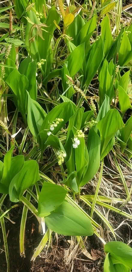 Photo of free Variegated grasses lilies (NE Yonkers) #3