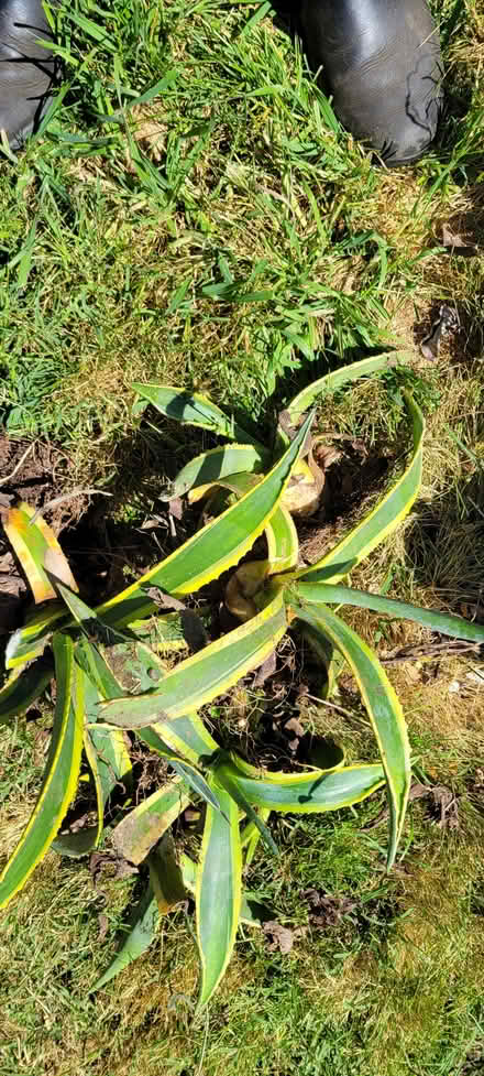 Photo of free Bromeliads, cactus, succulents (Alameda) #2