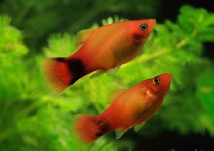 Photo of free 4 x Platy fish (Portsmouth PO6) #1