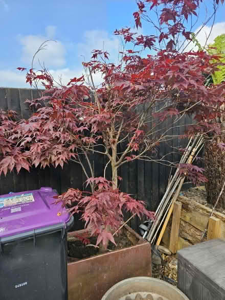Photo of Acer wanted maple tree (Shrewsbury) #1