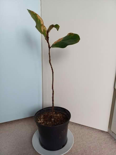 Photo of free Indoor plant (New Malden KT3) #1