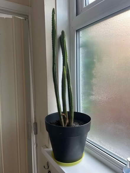Photo of free 2 large cacti - Newbridge road (East Hull HU9 2) #1
