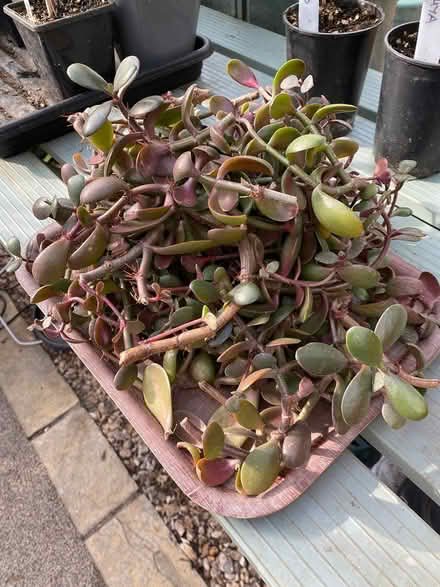 Photo of free Jade/Money Plant cuttings (Hinton Martell, Wimborne) #2