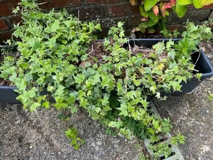 Photo of free Plastic Trough Style Planter (Polegate BN24) #2