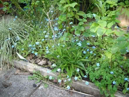 Photo of free Forget-me-not & fern plants (Great Moor SK2) #2