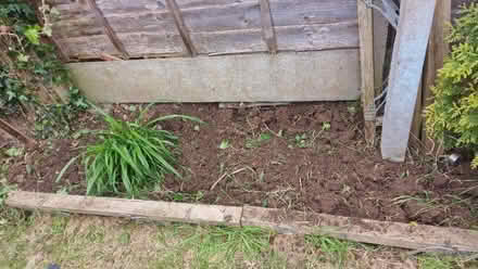 Photo of free Lily plant 🪴 (Queens Park) #1