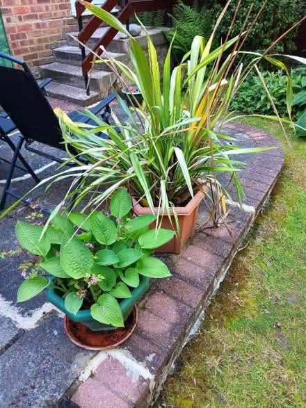 Photo of free Garden Plants (Northwood HA6) #1