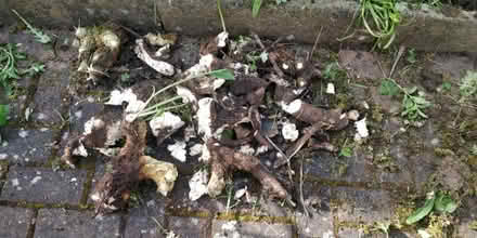 Photo of free Horseradish roots for planting / cooking (Cherry Tree Lane NG12) #1