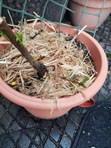 Photo of free Young Forsythia Garden Plants (Loughborough LE11) #1