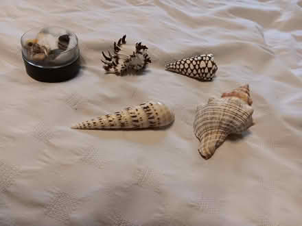 Photo of free Shells (Northwood HA6) #3