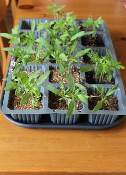 Photo of free Tomato seedlings (Handbridge CH4) #1