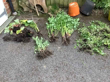 Photo of free Plants (Tilehurst Road RG1) #1