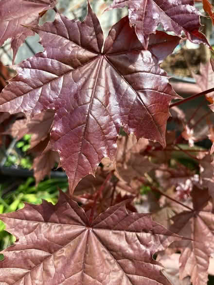 Photo of free Small tree (Central Lincoln) #2