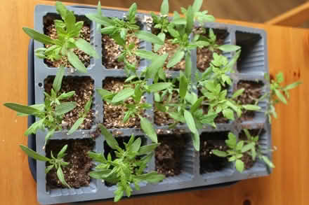 Photo of free Tomato seedlings (Handbridge CH4) #2