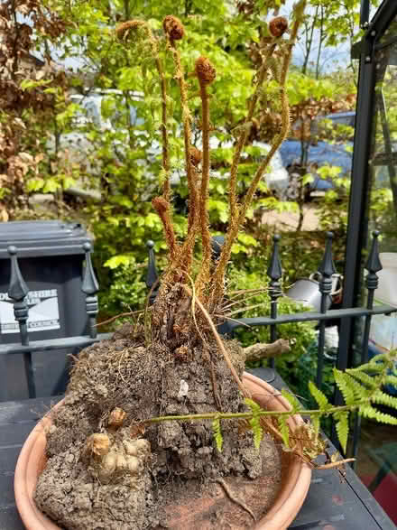 Photo of free Ferns (Two Dales DE4) #1
