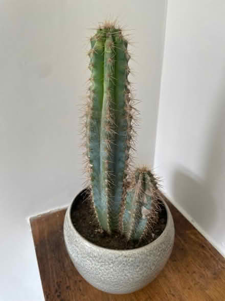 Photo of free Cactus (Alderley Edge SK9) #2