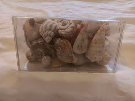 Photo of free Shells (Northwood HA6) #4