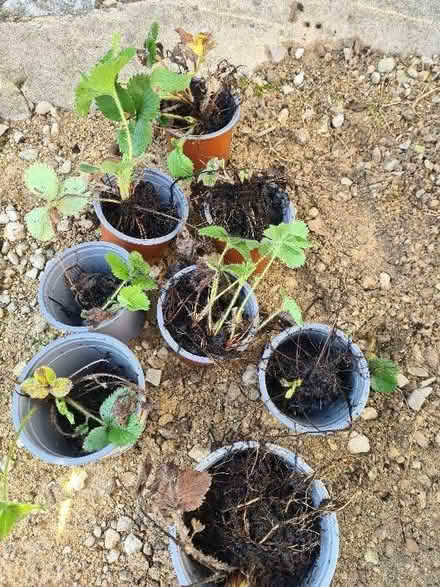 Photo of free Strawberry Plants (Gorse Hill SN2) #1