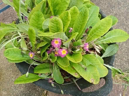 Photo of free Primroses (South Reading RG2) #1