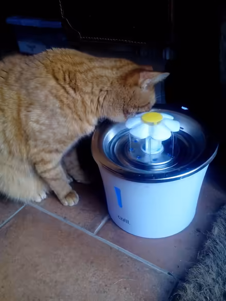Photo of free Cat drinking fountain (Near Newtown, Powys LD1) #2