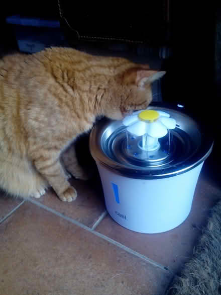 Photo of free Cat drinking fountain (Near Newtown, Powys LD1) #2