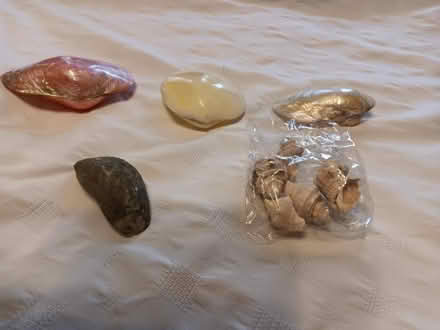 Photo of free Shells (Northwood HA6) #2