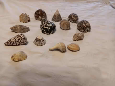 Photo of free Shells (Northwood HA6) #1