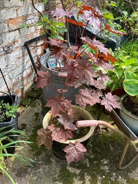 Photo of free Small tree (Central Lincoln) #1