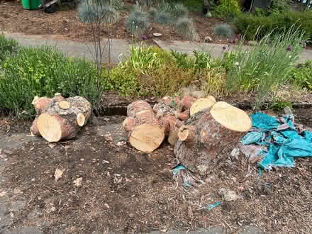 Photo of free Pine chunks for burning (NE portland) #1