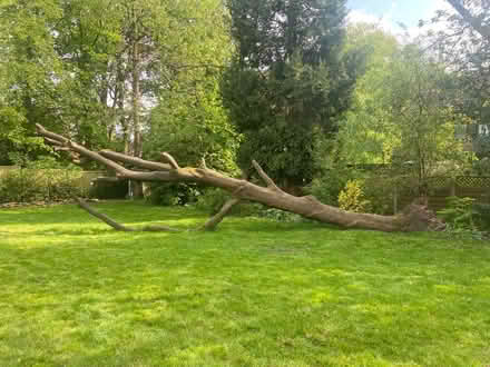 Photo of free Large tree/ firewood/ logs (Selly Oak/Bournville) #1