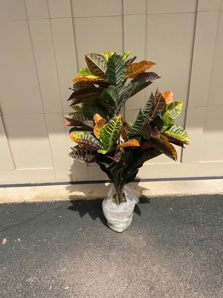 Photo of free Artificial plant (Telford) #1