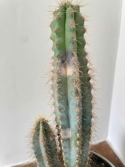 Photo of free Cactus (Alderley Edge SK9) #3