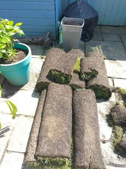 Photo of free Turf (TN37 Hastings) #1