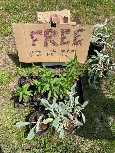 Photo of free Plants (East Greenville) #1
