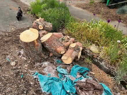 Photo of free Pine chunks for burning (NE portland) #2