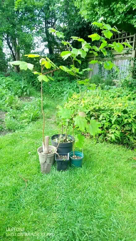 Photo of free Tree saplings (Oxford OX4) #1