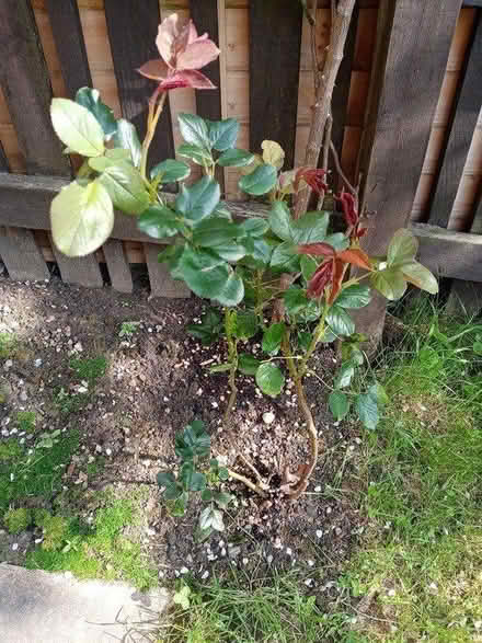 Photo of free 2 Rose plants (BD3, Barkerend) #1