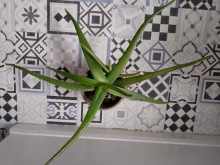 Photo of free Aloe vera (Beamish DH9) #1