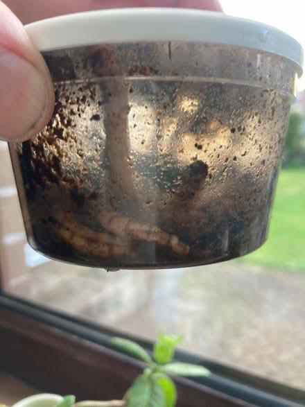 Photo of free Mealworms etc. (Pollokshields G41) #2