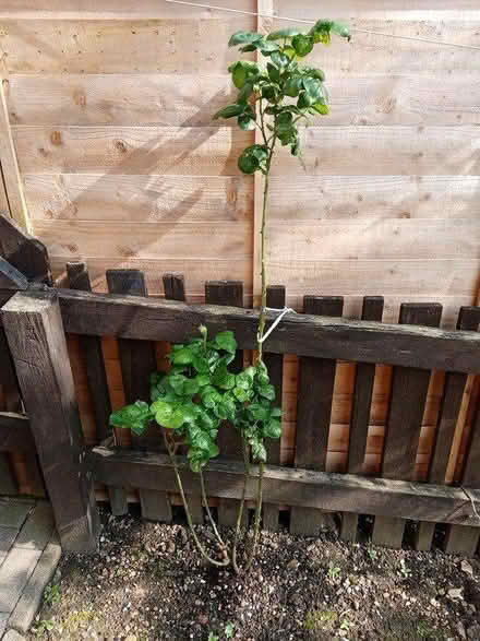 Photo of free 2 Rose plants (BD3, Barkerend) #2
