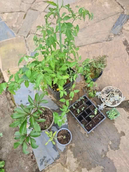 Photo of free Mixed plants (Northfield B31) #1